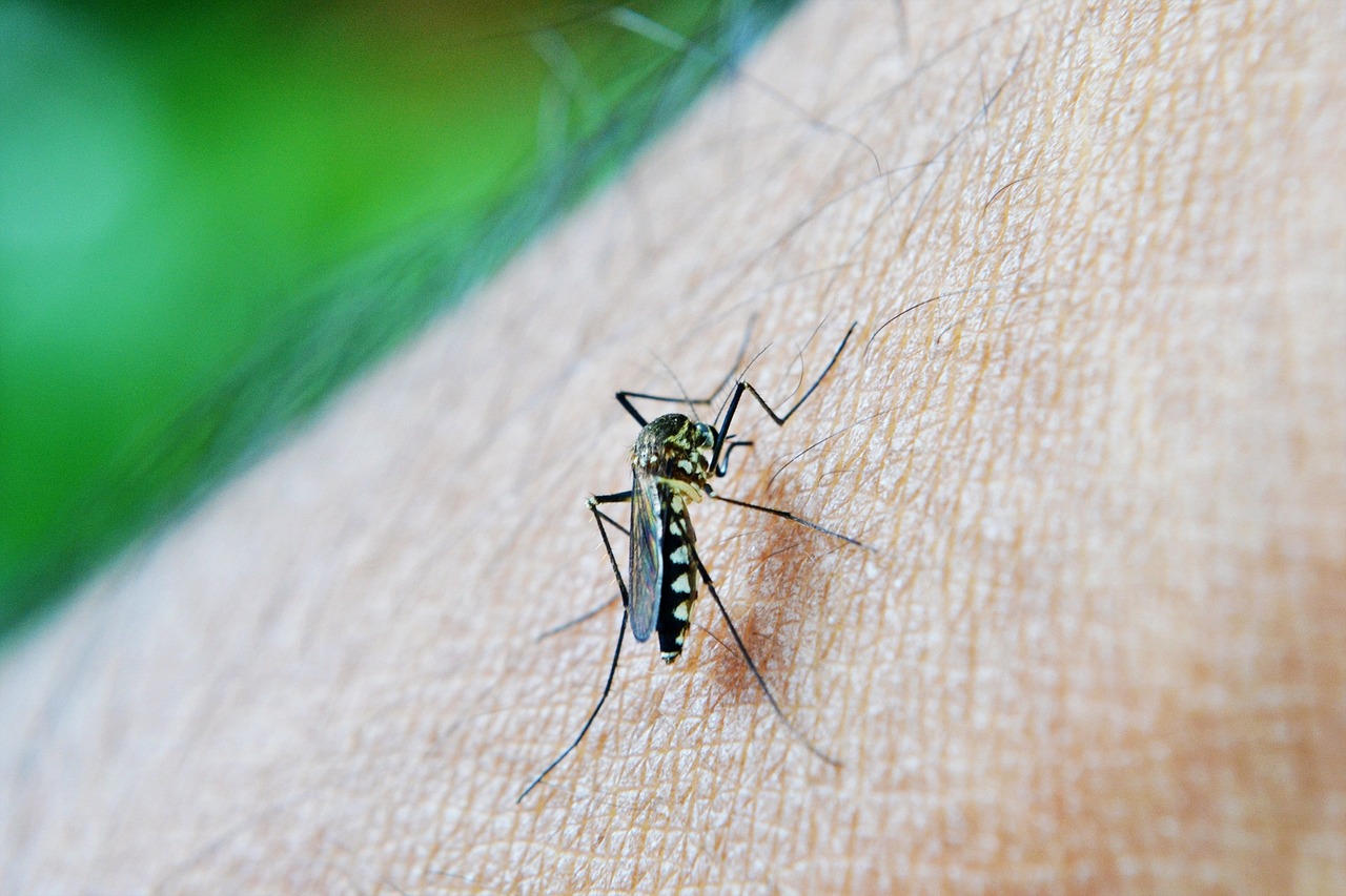 Todos contra a Dengue: cuidados e orientações